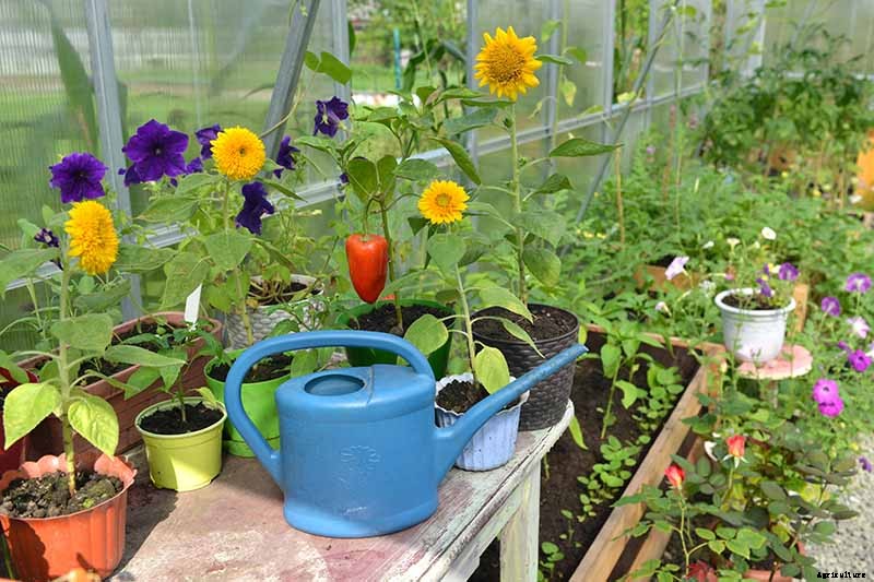 A Pot of Gold: How to Grow Sunflowers In Containers