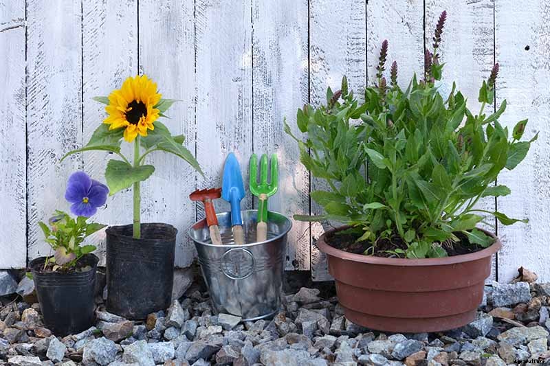 A Pot of Gold: How to Grow Sunflowers In Containers