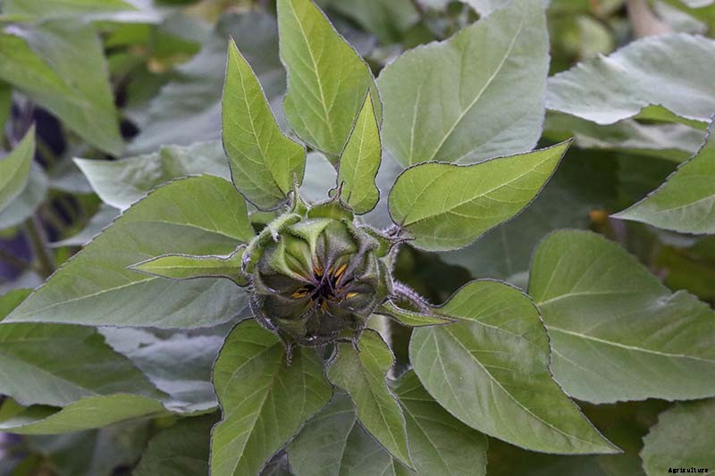 A Pot of Gold: How to Grow Sunflowers In Containers