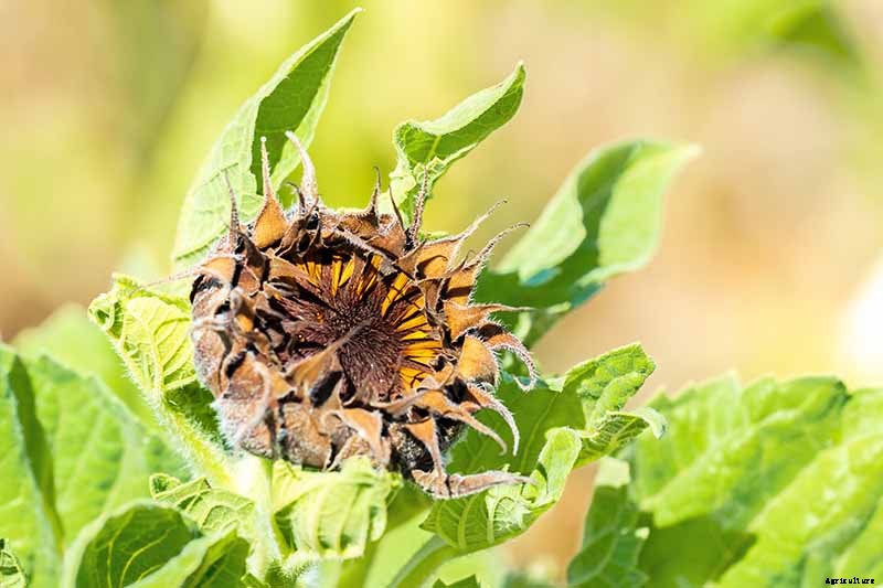 A Pot of Gold: How to Grow Sunflowers In Containers