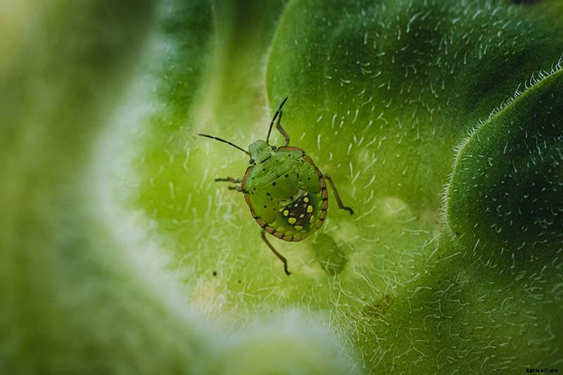 A Pot of Gold: How to Grow Sunflowers In Containers