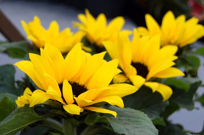 A Pot of Gold: How to Grow Sunflowers In Containers