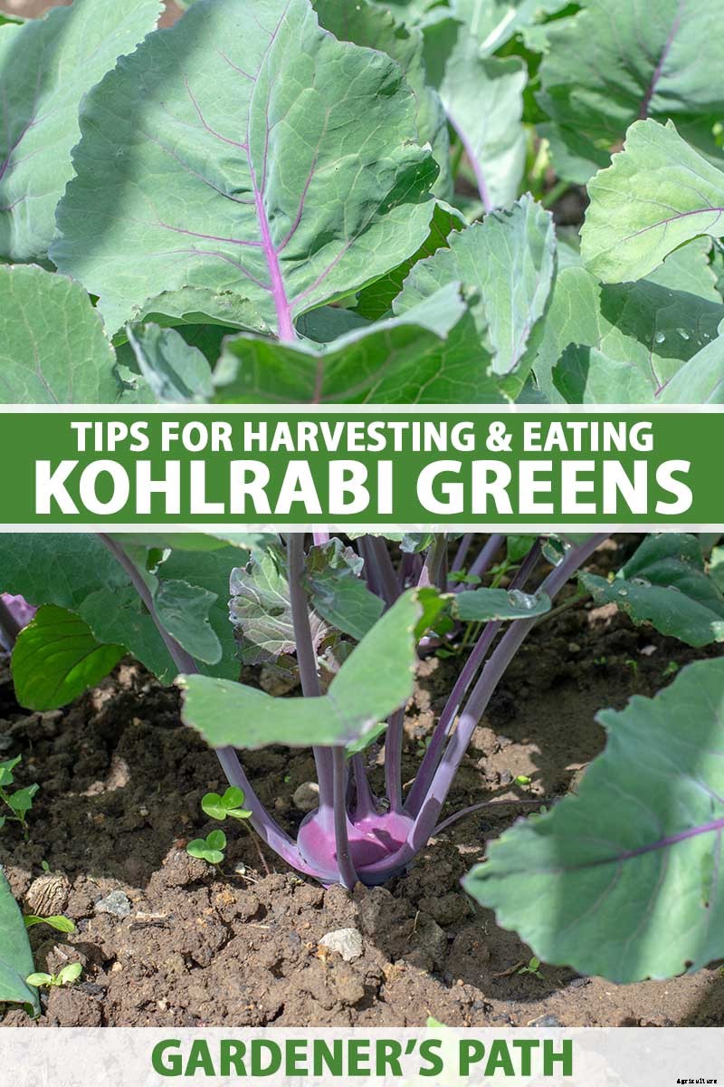 Eating Kohlrabi Greens: Tips for Harvesting and Cooking the Leaves