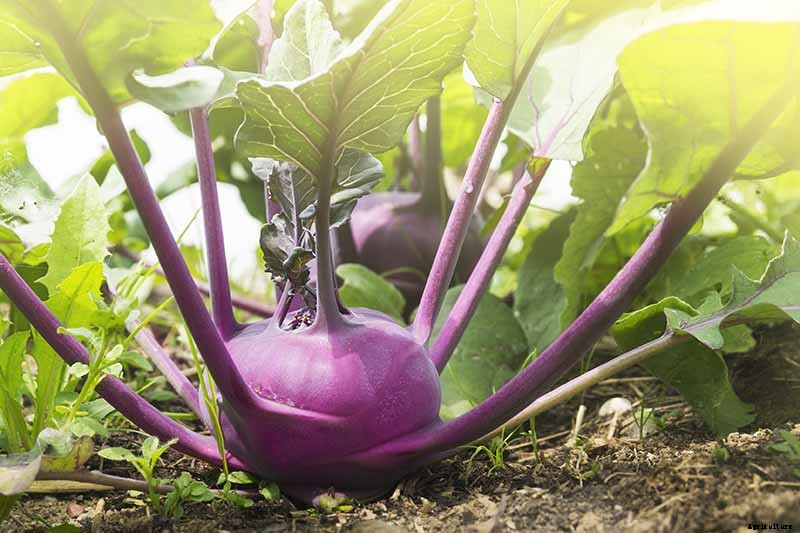 Eating Kohlrabi Greens: Tips for Harvesting and Cooking the Leaves