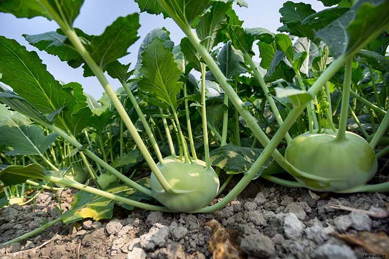 Eating Kohlrabi Greens: Tips for Harvesting and Cooking the Leaves