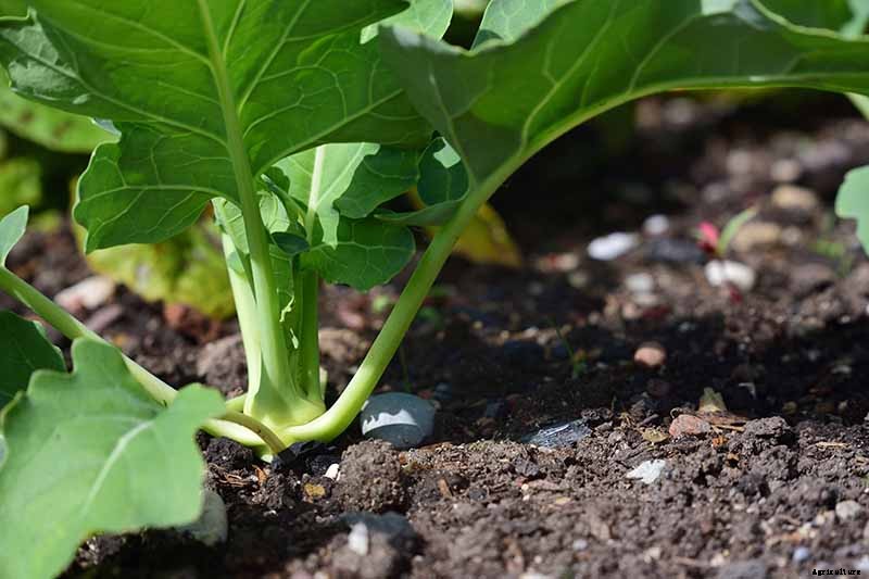 Eating Kohlrabi Greens: Tips for Harvesting and Cooking the Leaves