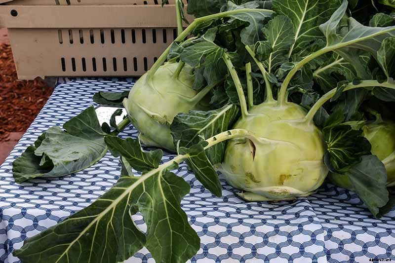 Eating Kohlrabi Greens: Tips for Harvesting and Cooking the Leaves