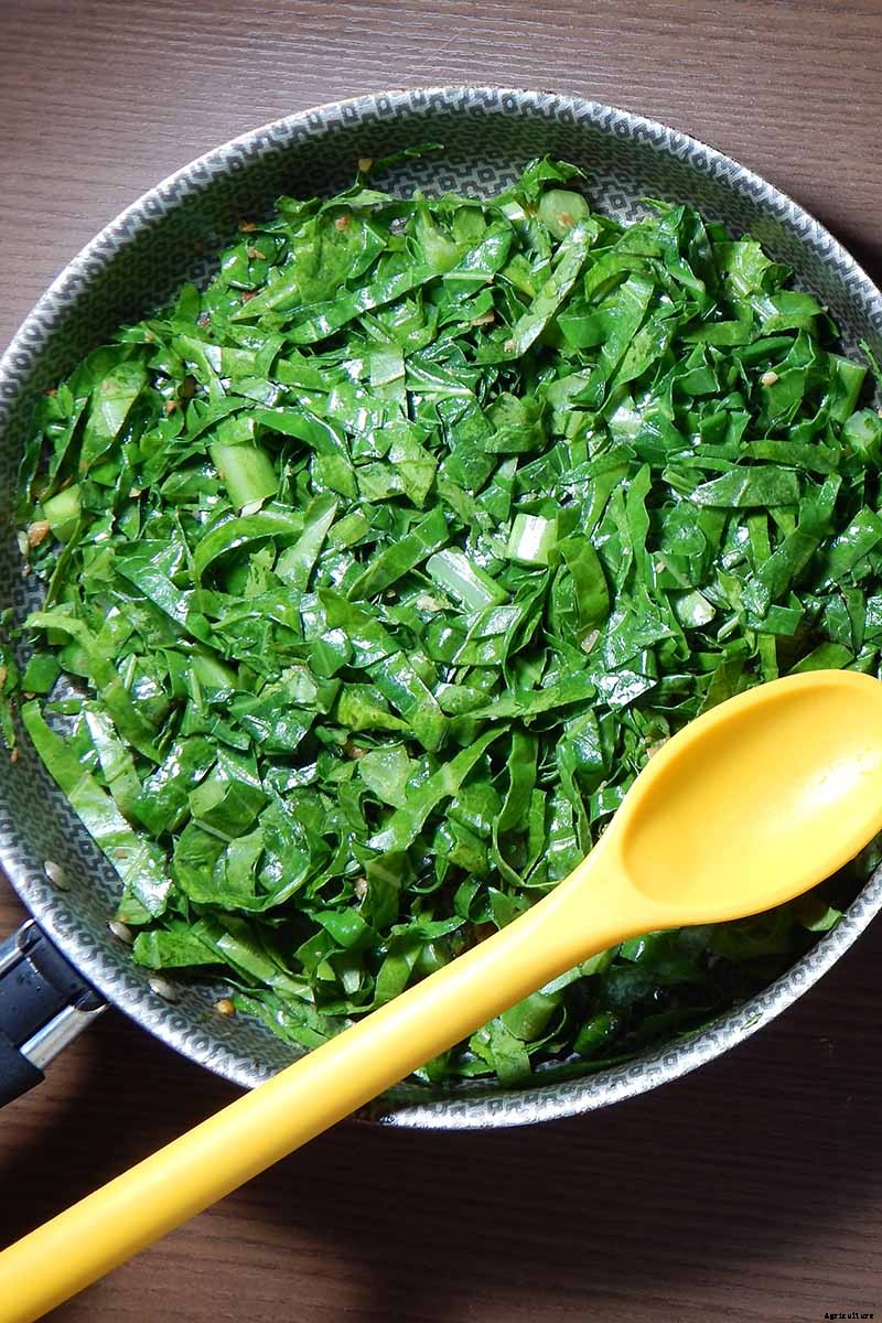 Eating Kohlrabi Greens: Tips for Harvesting and Cooking the Leaves