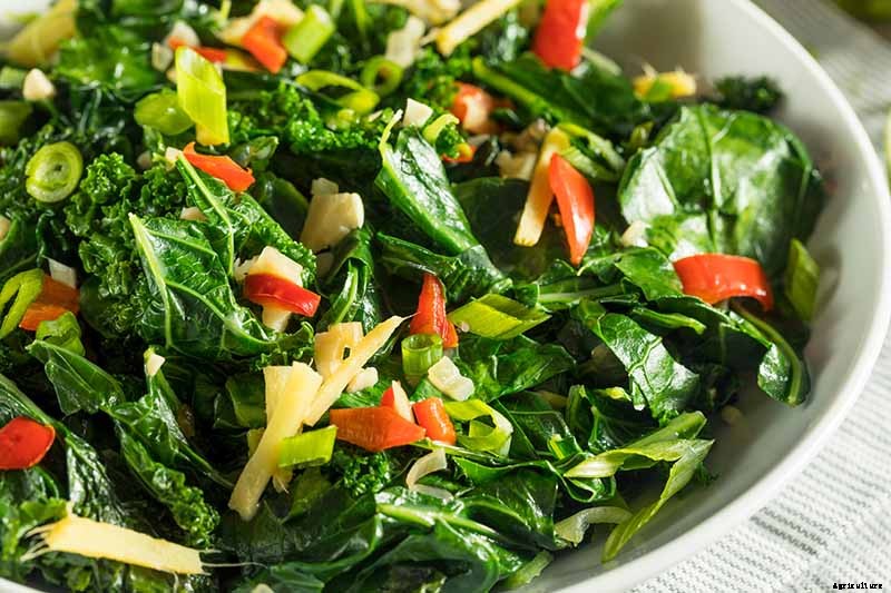 Eating Kohlrabi Greens: Tips for Harvesting and Cooking the Leaves