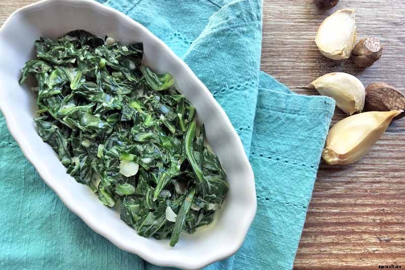 Eating Kohlrabi Greens: Tips for Harvesting and Cooking the Leaves