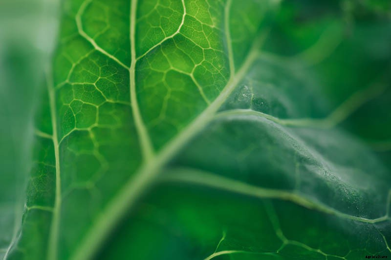 Eating Kohlrabi Greens: Tips for Harvesting and Cooking the Leaves