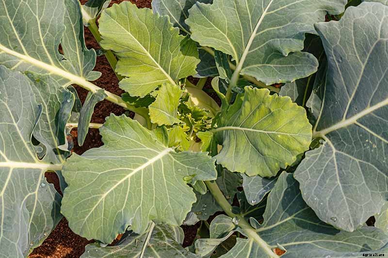 Eating Kohlrabi Greens: Tips for Harvesting and Cooking the Leaves