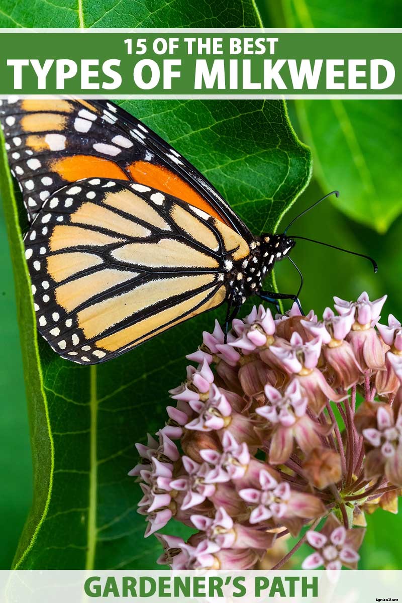 Give Them the Royal Treatment: 15 of the Best Types of Milkweed for Monarch Butterflies