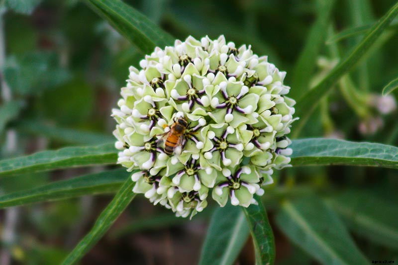 Give Them the Royal Treatment: 15 of the Best Types of Milkweed for Monarch Butterflies