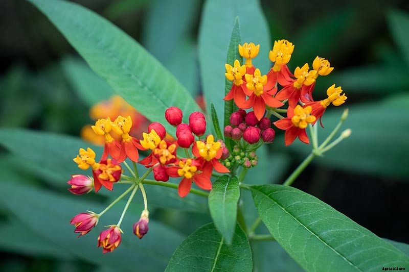 Give Them the Royal Treatment: 15 of the Best Types of Milkweed for Monarch Butterflies