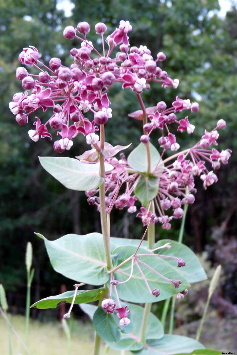 Give Them the Royal Treatment: 15 of the Best Types of Milkweed for Monarch Butterflies
