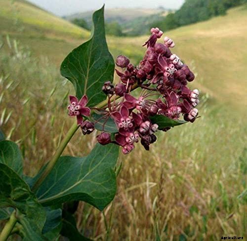 Give Them the Royal Treatment: 15 of the Best Types of Milkweed for Monarch Butterflies