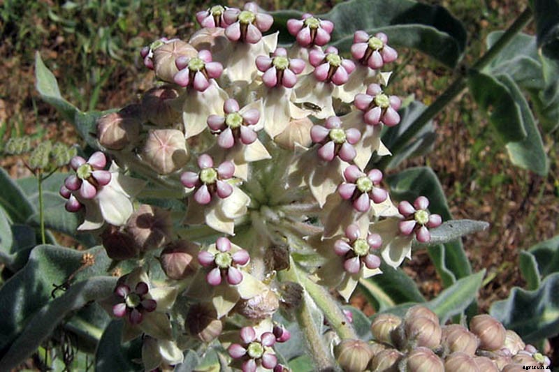 Give Them the Royal Treatment: 15 of the Best Types of Milkweed for Monarch Butterflies