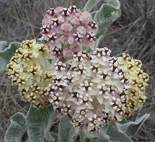 Give Them the Royal Treatment: 15 of the Best Types of Milkweed for Monarch Butterflies