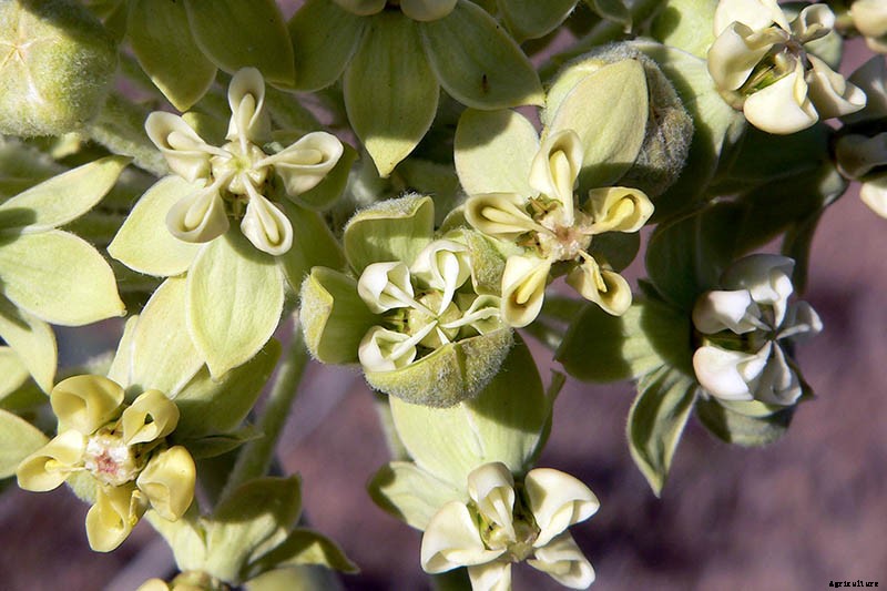 Give Them the Royal Treatment: 15 of the Best Types of Milkweed for Monarch Butterflies