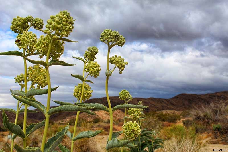 Give Them the Royal Treatment: 15 of the Best Types of Milkweed for Monarch Butterflies