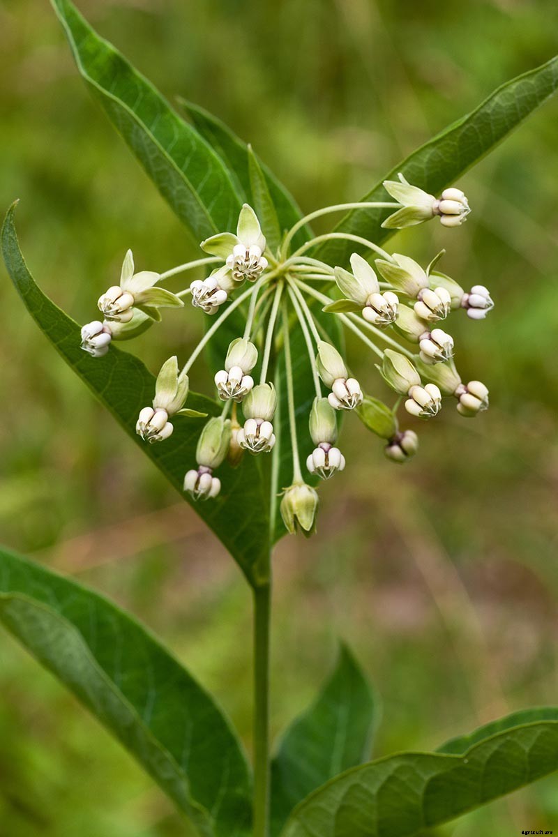 Give Them the Royal Treatment: 15 of the Best Types of Milkweed for Monarch Butterflies