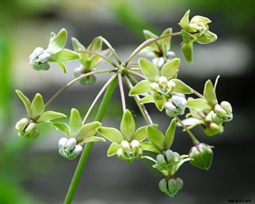 Give Them the Royal Treatment: 15 of the Best Types of Milkweed for Monarch Butterflies