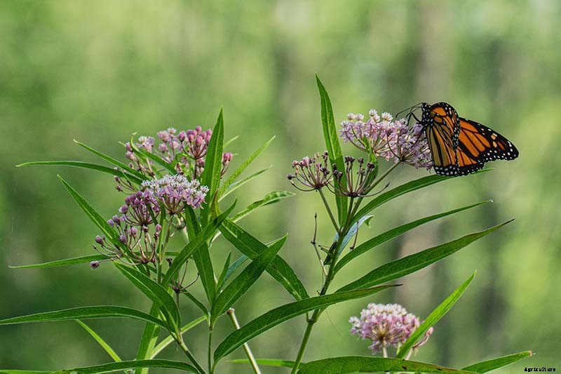 Give Them the Royal Treatment: 15 of the Best Types of Milkweed for Monarch Butterflies