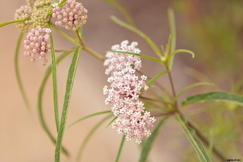 Give Them the Royal Treatment: 15 of the Best Types of Milkweed for Monarch Butterflies