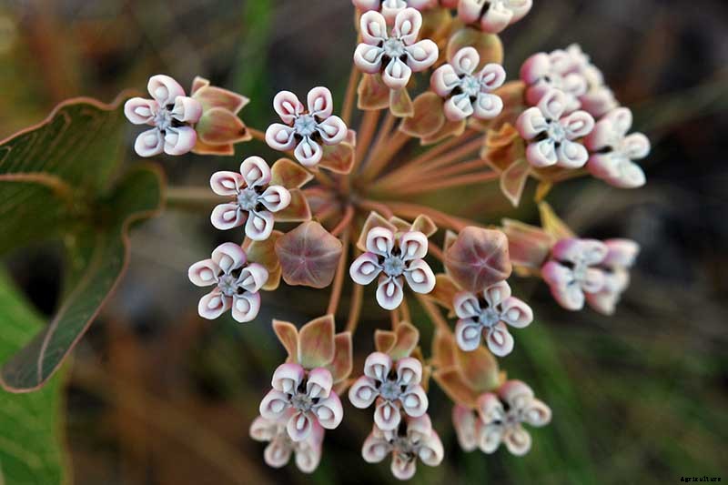 Give Them the Royal Treatment: 15 of the Best Types of Milkweed for Monarch Butterflies