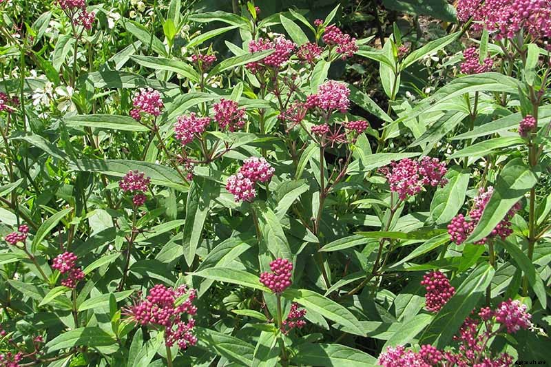 Give Them the Royal Treatment: 15 of the Best Types of Milkweed for Monarch Butterflies
