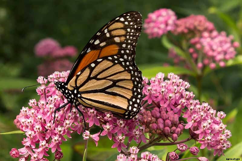 Give Them the Royal Treatment: 15 of the Best Types of Milkweed for Monarch Butterflies