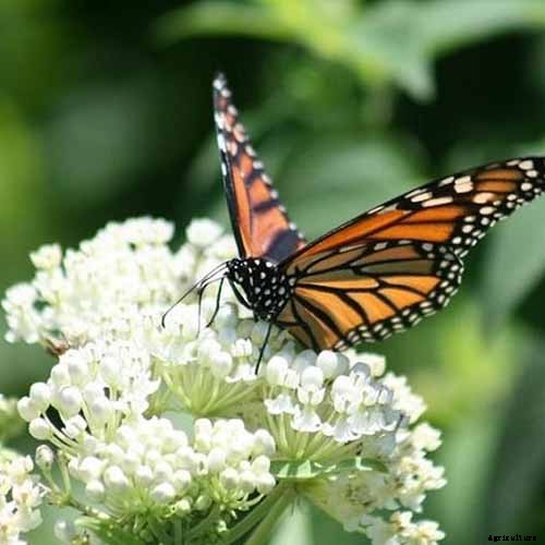 Give Them the Royal Treatment: 15 of the Best Types of Milkweed for Monarch Butterflies