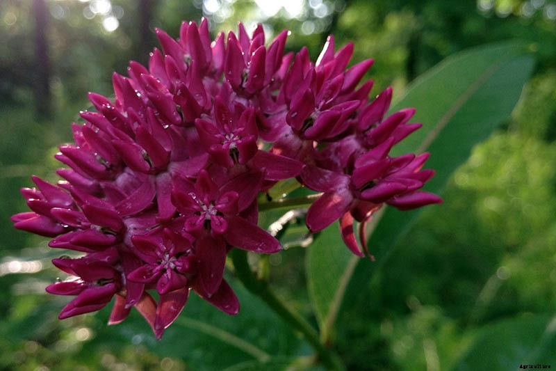 Give Them the Royal Treatment: 15 of the Best Types of Milkweed for Monarch Butterflies