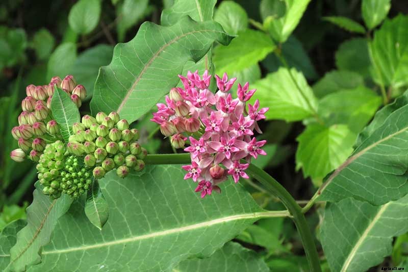 Give Them the Royal Treatment: 15 of the Best Types of Milkweed for Monarch Butterflies