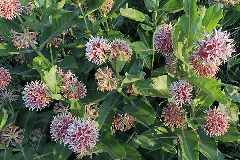 Give Them the Royal Treatment: 15 of the Best Types of Milkweed for Monarch Butterflies
