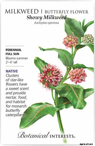 Give Them the Royal Treatment: 15 of the Best Types of Milkweed for Monarch Butterflies