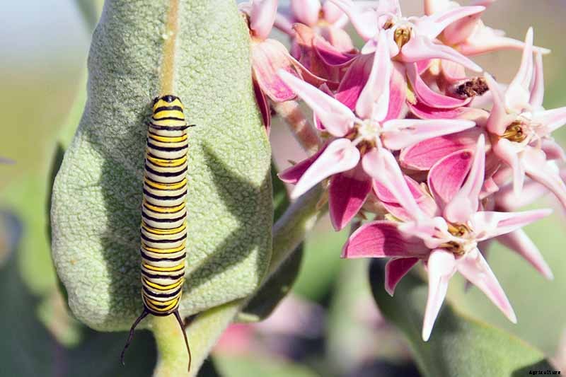 Give Them the Royal Treatment: 15 of the Best Types of Milkweed for Monarch Butterflies