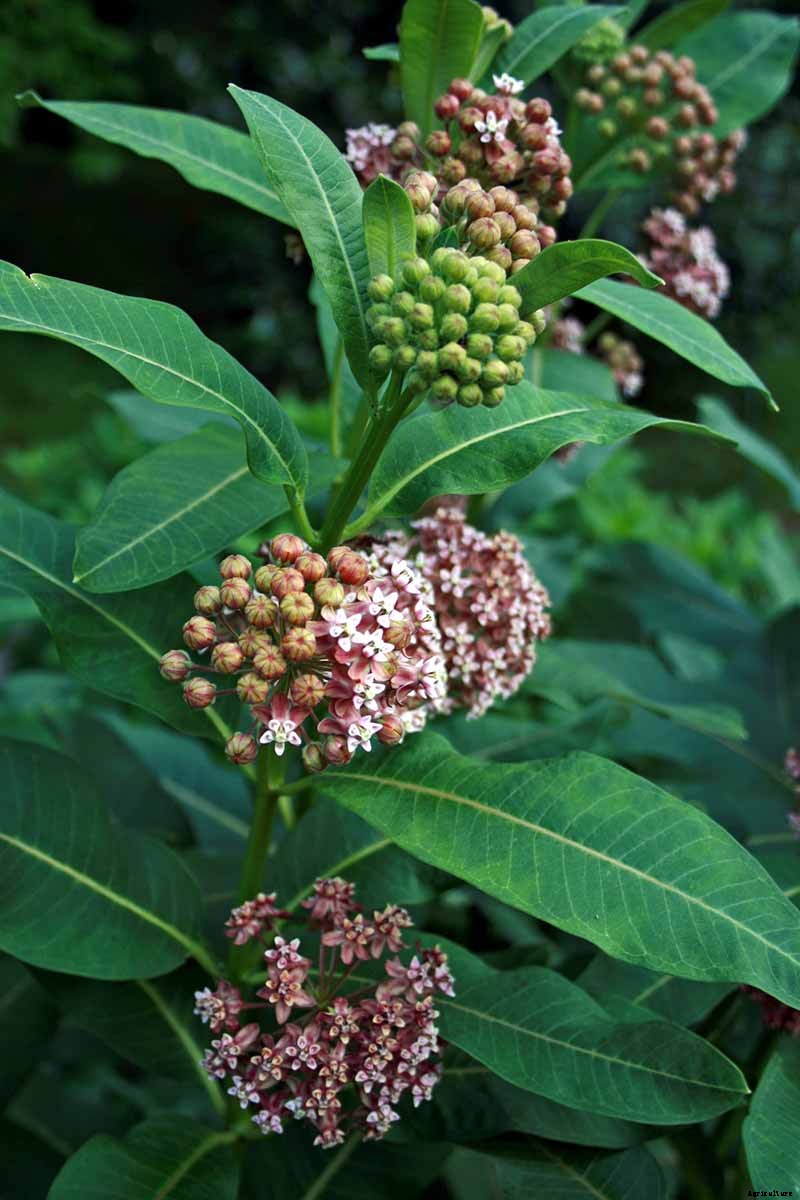 Give Them the Royal Treatment: 15 of the Best Types of Milkweed for Monarch Butterflies