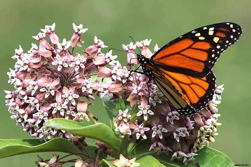 Give Them the Royal Treatment: 15 of the Best Types of Milkweed for Monarch Butterflies