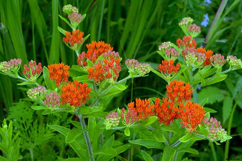 Give Them the Royal Treatment: 15 of the Best Types of Milkweed for Monarch Butterflies