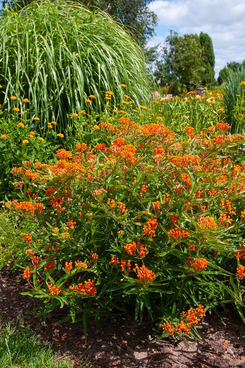 Give Them the Royal Treatment: 15 of the Best Types of Milkweed for Monarch Butterflies
