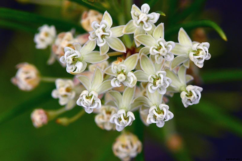 Give Them the Royal Treatment: 15 of the Best Types of Milkweed for Monarch Butterflies