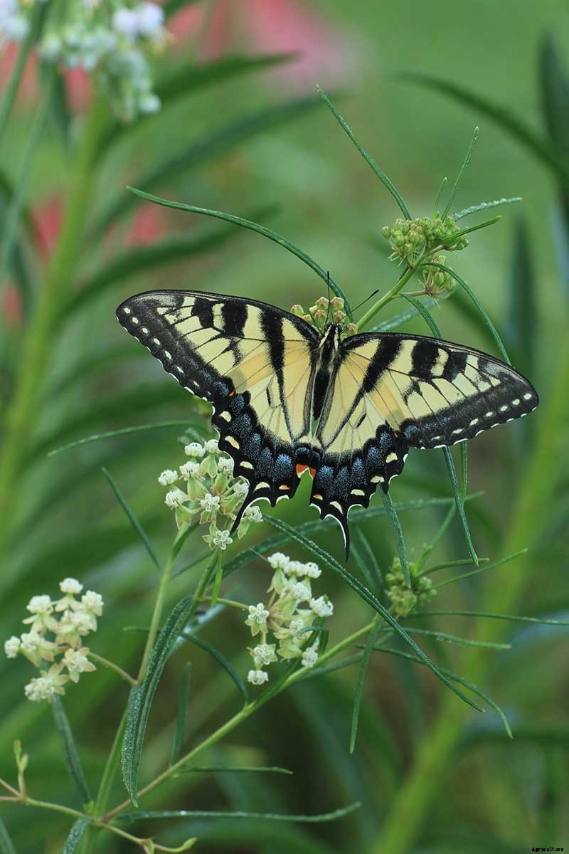 Give Them the Royal Treatment: 15 of the Best Types of Milkweed for Monarch Butterflies