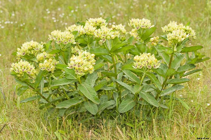 Give Them the Royal Treatment: 15 of the Best Types of Milkweed for Monarch Butterflies