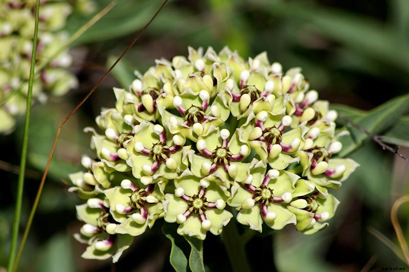 Give Them the Royal Treatment: 15 of the Best Types of Milkweed for Monarch Butterflies
