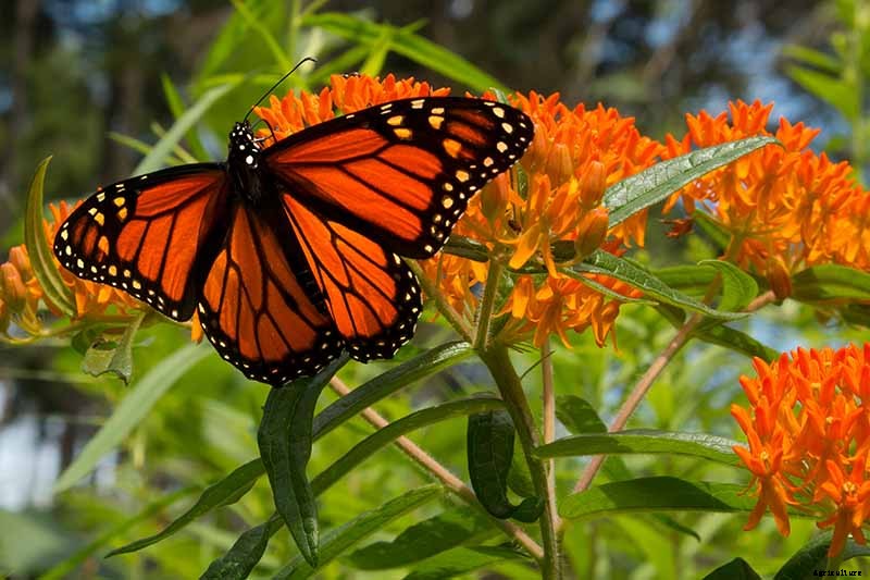 Give Them the Royal Treatment: 15 of the Best Types of Milkweed for Monarch Butterflies