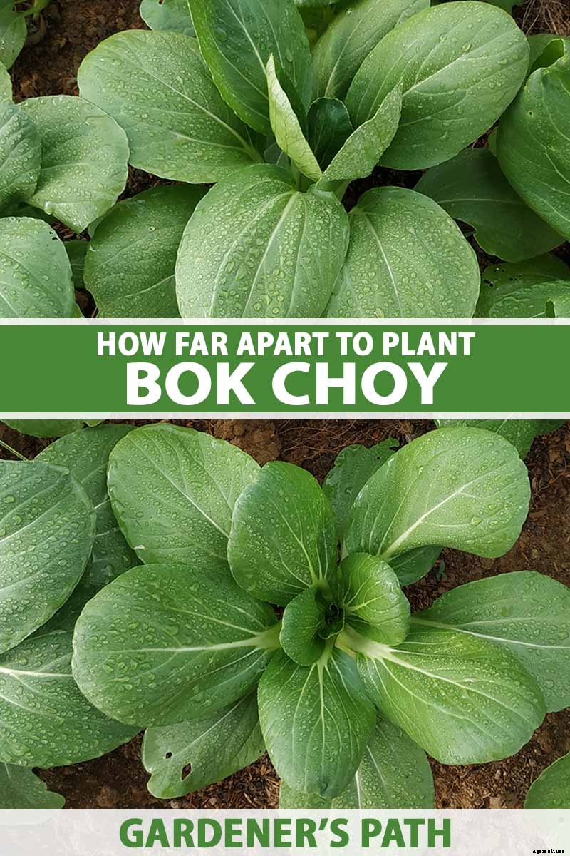 Bok Choy Spacing: How Far Apart to Plant Your Crop