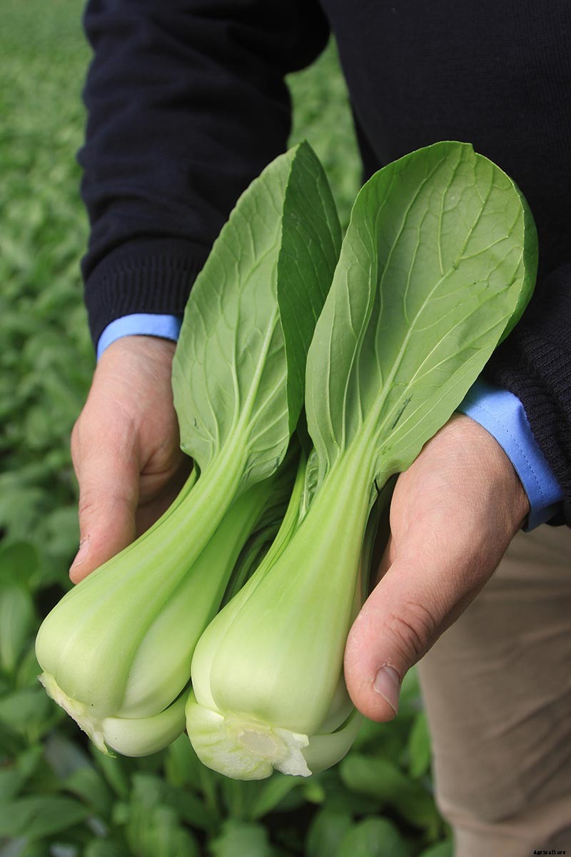 Bok Choy Spacing: How Far Apart to Plant Your Crop
