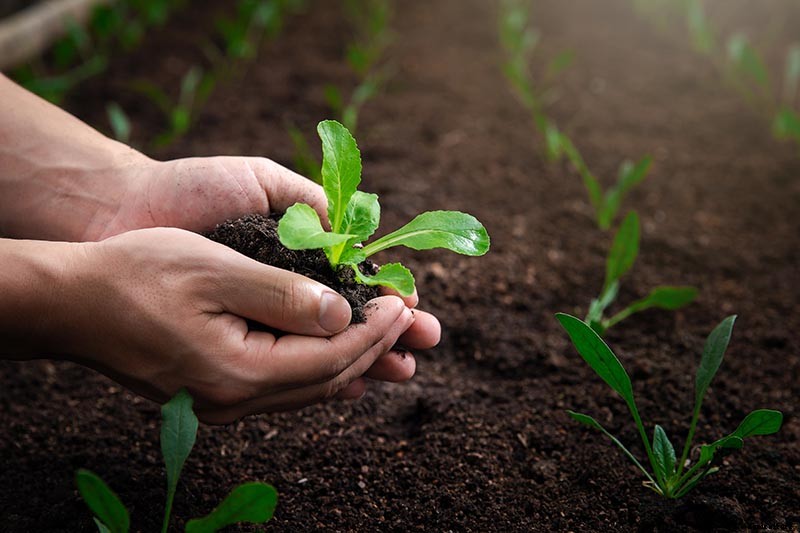Bok Choy Spacing: How Far Apart to Plant Your Crop